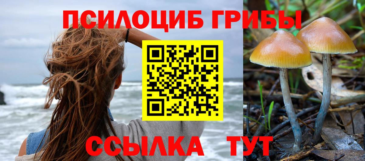 Галлюциногенные грибы Psilocybe Вязники